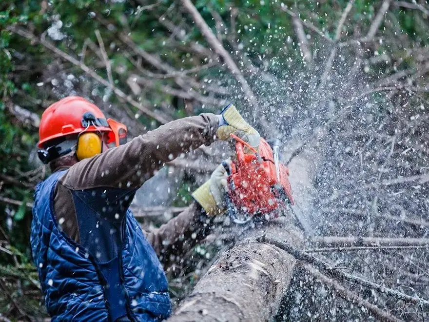 Worker cutting a branch with a chainsaw