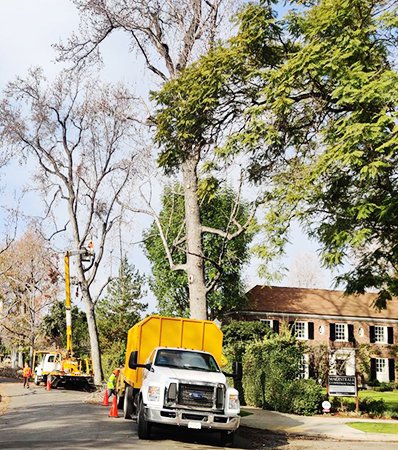 Certified Roseville Tree Service Experts