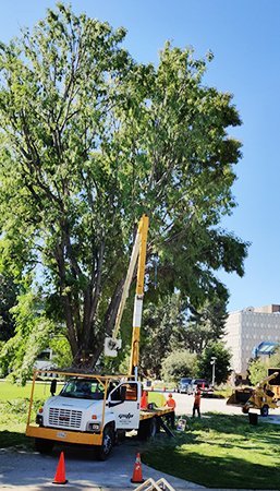 a813f643-gstp-tree-service a813f643-gstp-tree-service